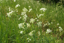 Anthriscus sylvestrisFluitekruid bestellen